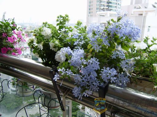 P8250029_С.JPG