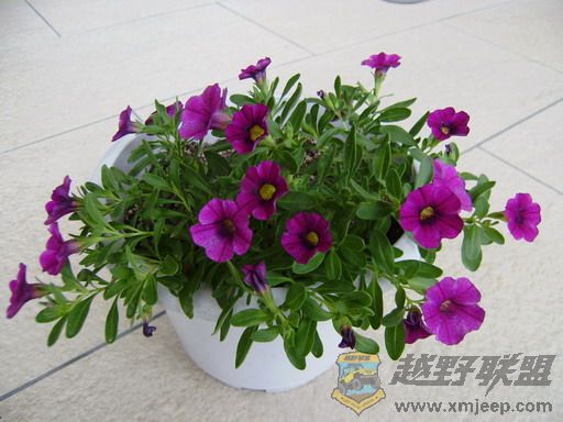 P8290008_С.JPG