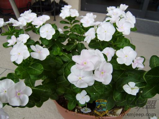 P8250032_С.JPG
