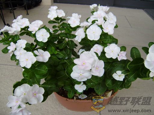 P8250034_С.JPG