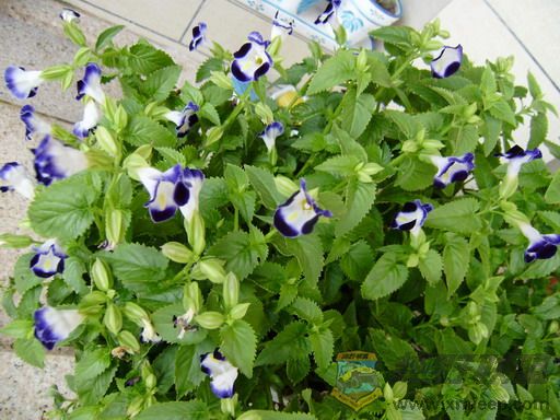 P8250041_С.JPG