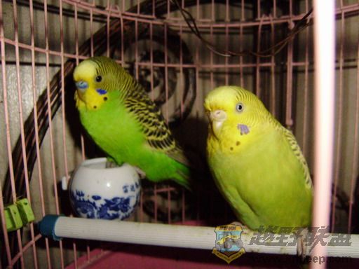 P9030016_С.JPG