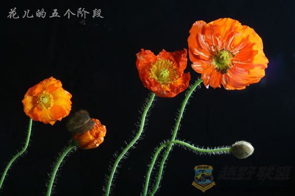 IMG_0923.jpg