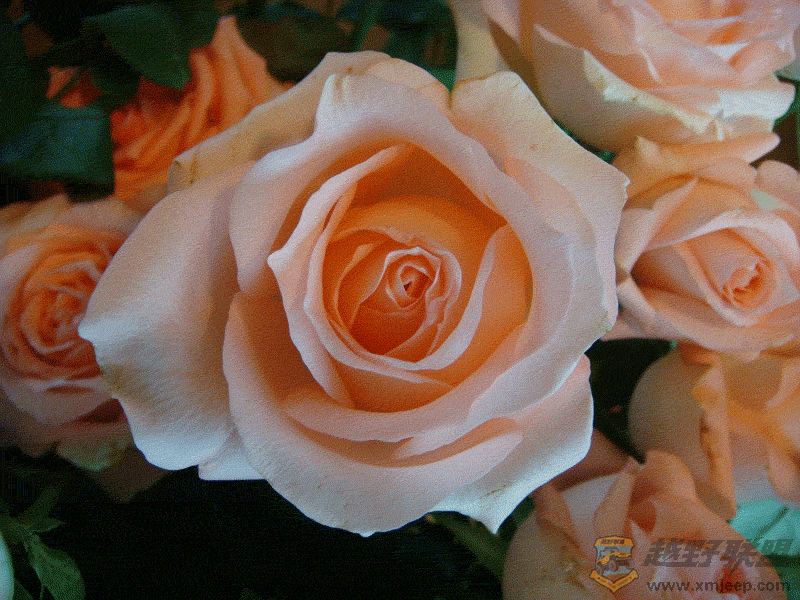 DSC00004.gif