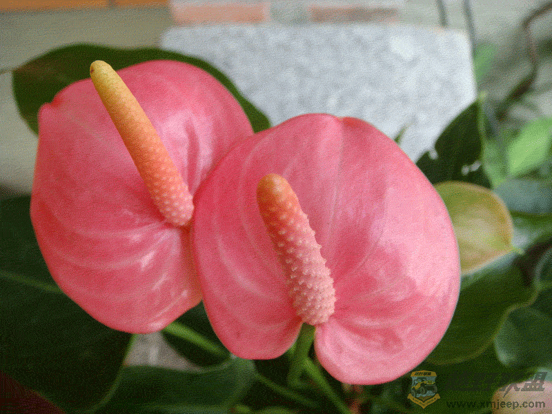 DSC00006.gif