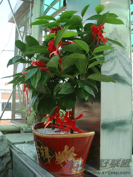 DSC00010.gif