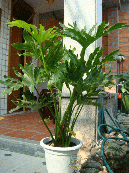 DSC00008.gif