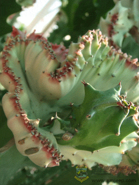 DSC00015.gif