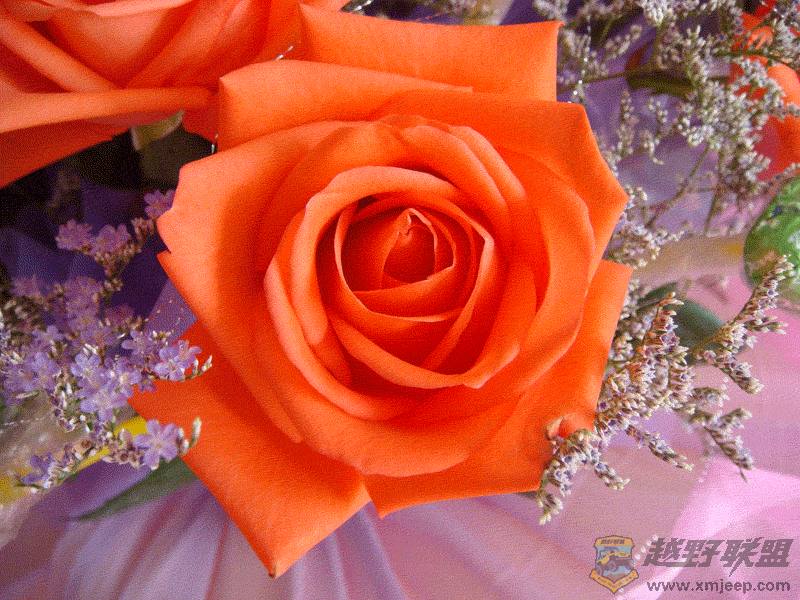 DSC00018.gif