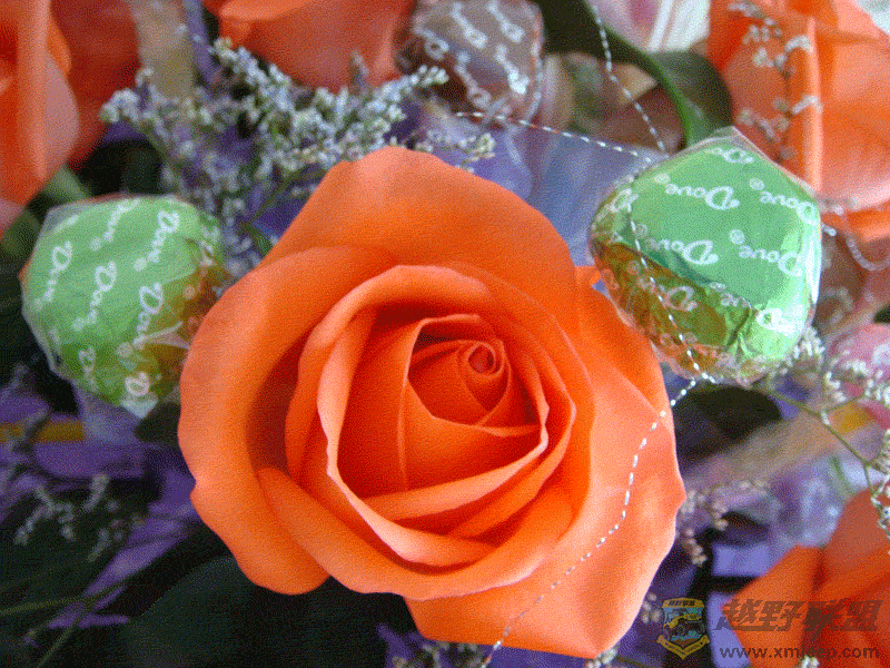 DSC00020.gif