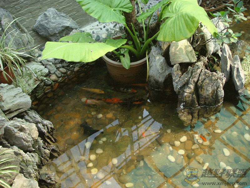 DSC00061.gif