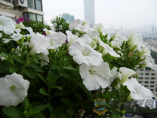 PA150008_resize.JPG