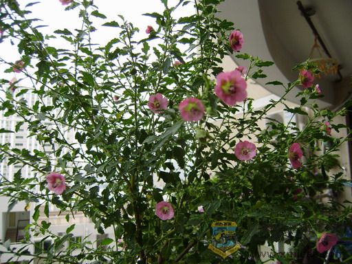 PA150018_resize.JPG