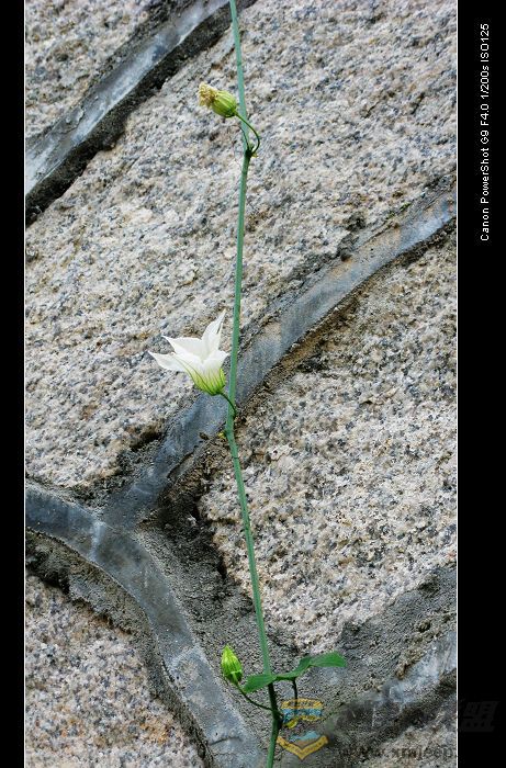 Ƭ 032.jpg