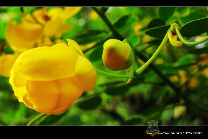 Ƭ 065.jpg
