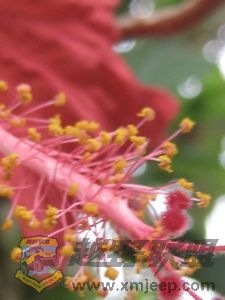 IMG_0044_С.JPG