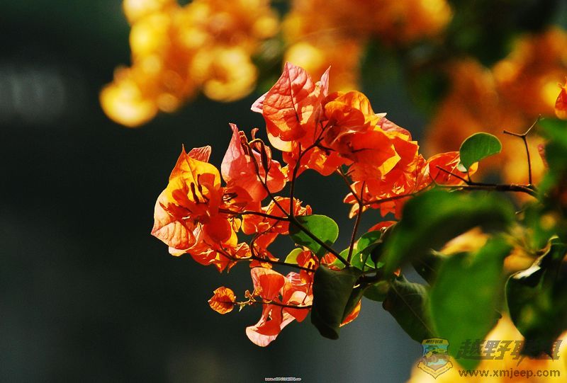 DSC_0157000000.jpg