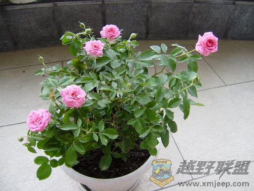 PB090046_resize.JPG
