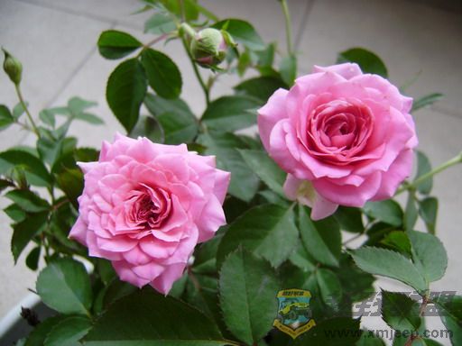PB090049_resize.JPG