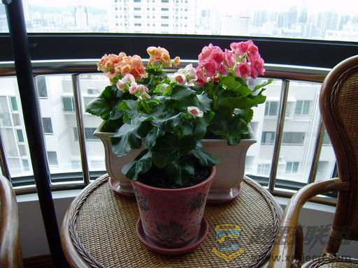 PB090035_resize.JPG