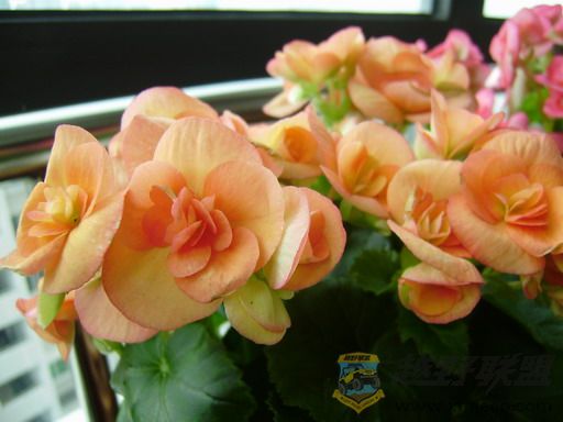 PB090041_resize.JPG