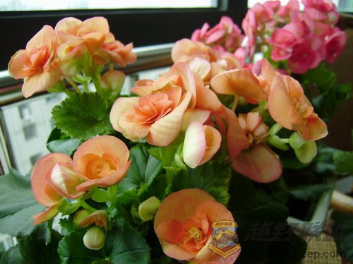 PB090044_resize.JPG