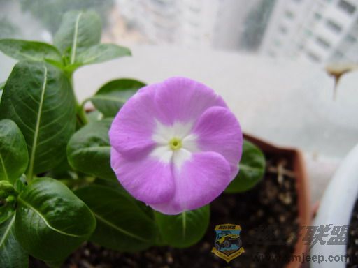 PB050002_resize.JPG