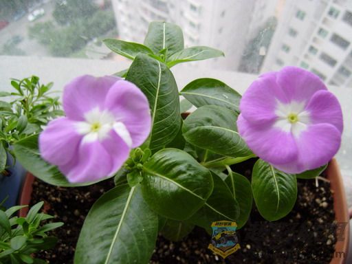 PB050003_resize.JPG