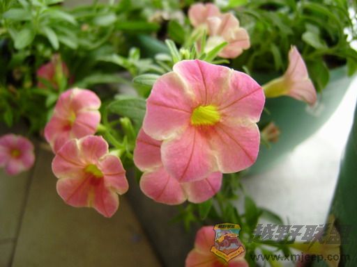 PB050004_resize.JPG