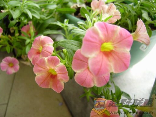 PB050005_resize.JPG
