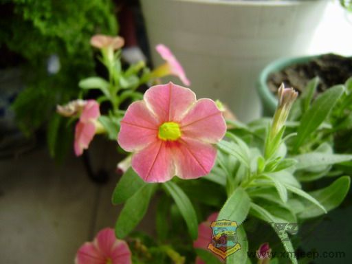 PB050007_resize.JPG