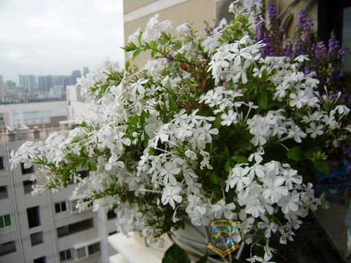 PB050012_resize.JPG