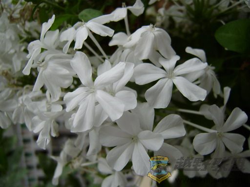 PB050015_resize.JPG