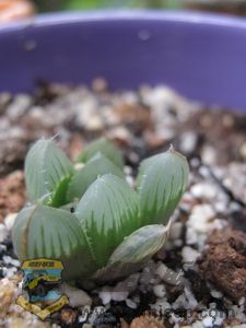 IMG_0048_С.JPG