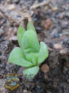 IMG_0053_С.JPG