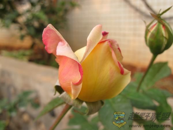 IMG_6159.jpg