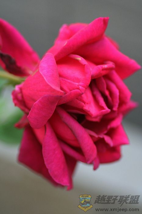 IMG_1004.jpg