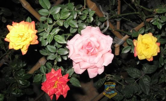 IMG_6261.jpg