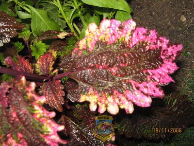 IMG_0047_С.JPG