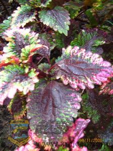 IMG_0053_С.JPG