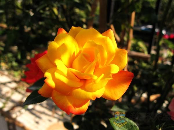 IMG_6315.jpg