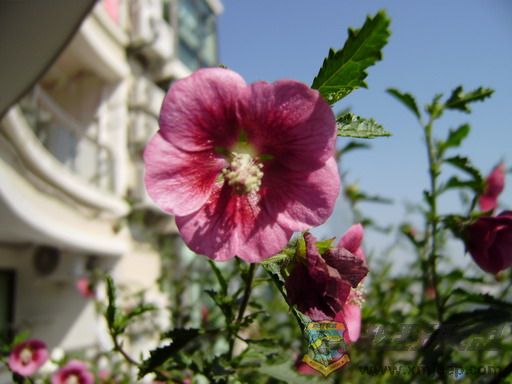 PC030190_resize.JPG