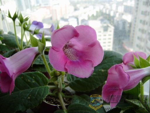 PC030194_resize.JPG