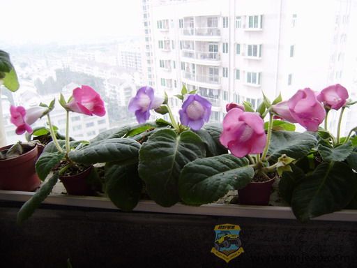 PC080230_resize.JPG