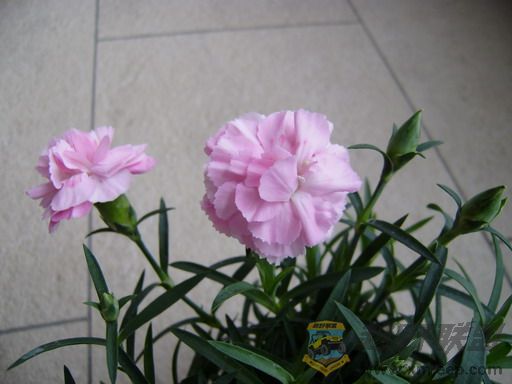 PC080236_resize.JPG