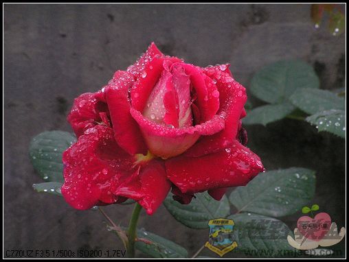 P4130029_nEO_IMG.jpg