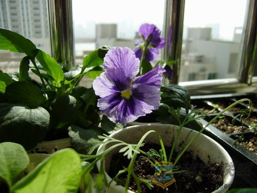 PC150255_resize.JPG