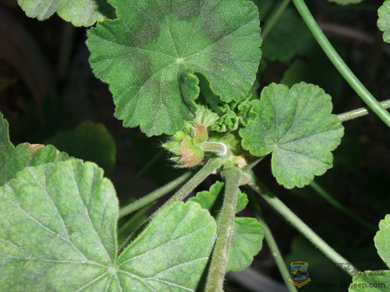 DSCF0879.jpg