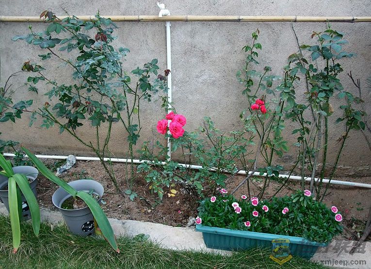 DSCF0888.jpg