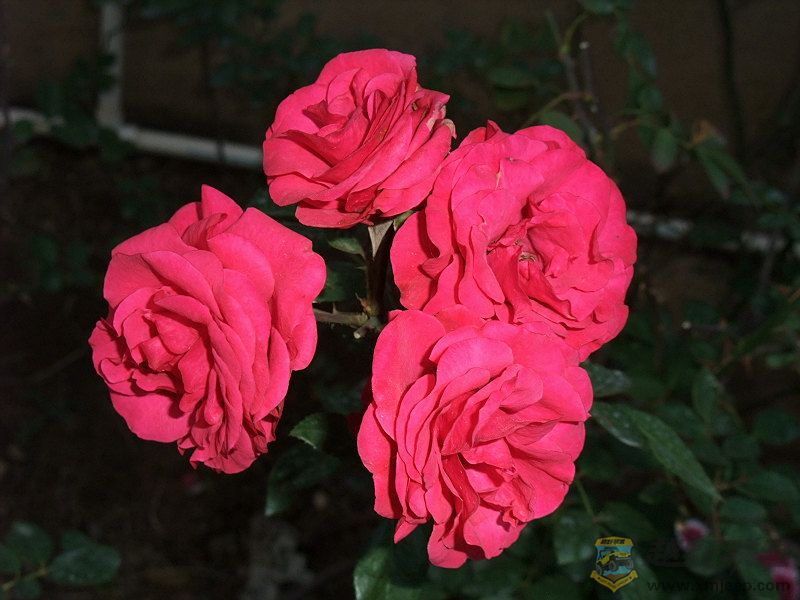 DSCF0884.jpg